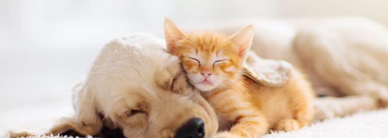 Dog-and-cat
