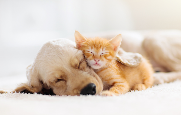 Dog-and-cat